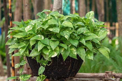 Types of Pothos: 15 Varieties to Consider Growing Today