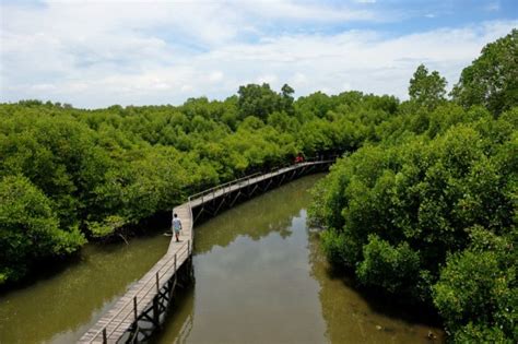 Mangrove Indonesia untuk Dunia - Forest Insights Indonesia