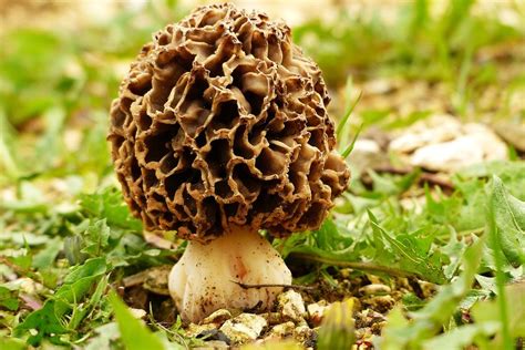 Michigan Creates Morel Mushroom Hunting Map | The Venatic