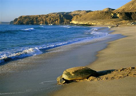 Turtle season in Oman has begunTurtle season in Oman has begun - TnhGlobal