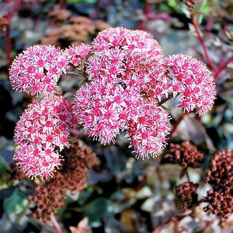 Sedum spectabile-drought tolerant | Flowers | Pinterest