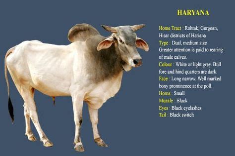 Desi breed Indian bull Haryana | Cow, Cattle, Calves