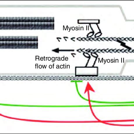 A schematic model of growth cone navigation. Actin polymerisation... | Download Scientific Diagram