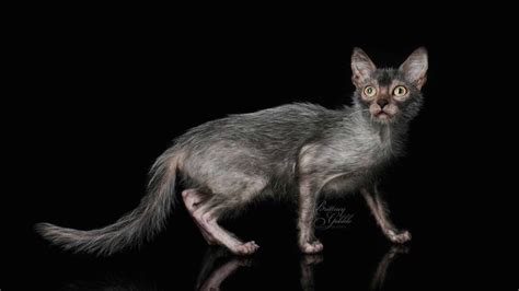 Lykoi is a Brand New Breed of Felines Known as "Werewolf Cats"