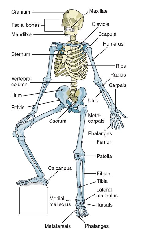 Скелет | Basic anatomy and physiology, Facial bones, Medical anatomy