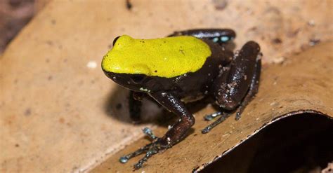 Mantella Frog Animal Facts - WikiPoint - Wiki Point