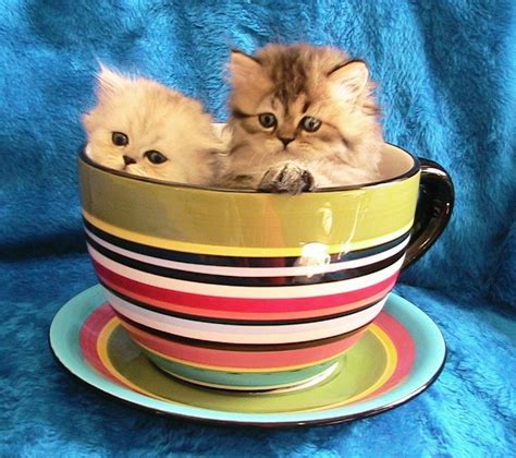 Teacup Munchkin Cats | Munchkin Cat aka Napoleon Cat Teacup Kittens... get it? Small Kittens ...