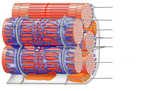 microscopic anatomy of skeletal muscle fiber Diagram | Quizlet