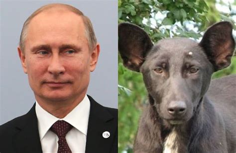 This Dog Looks Exactly Like Vladimir Putin | E! News