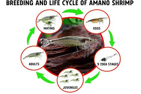 Breeding and Life Cycle of Amano Shrimp - Shrimp and Snail Breeder