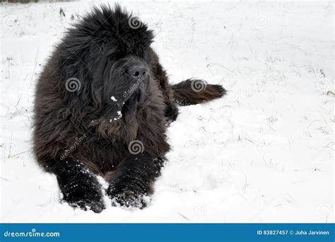 Newfoundland dog stock image. Image of laying, breed - 83827457