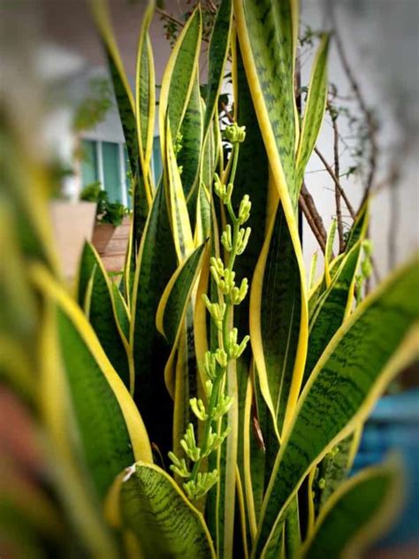 The Elusive Snake Plant Flower: How To Get Your Snake Plant To Bloom