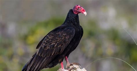 Hawk vs Vulture: What are the Differences? - A-Z Animals