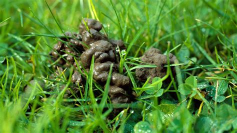 Worm castings on lawns: how to deal with this problem | Gardeningetc