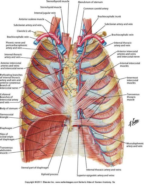 Image result for mammary arteries Human Skeleton Anatomy, Human Body ...