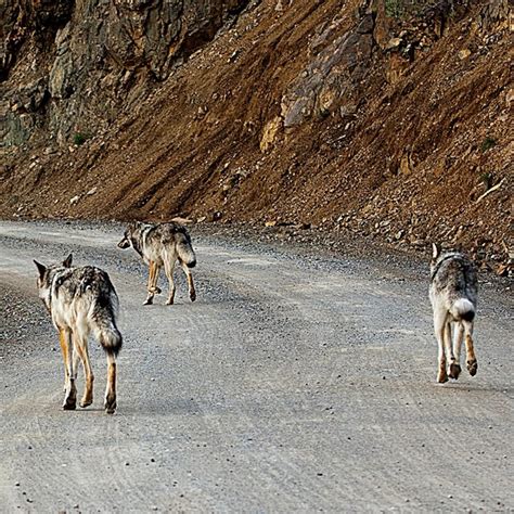 Researching Denali's Wolves - Denali National Park & Preserve (U.S ...