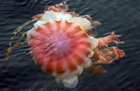 10 Of The Most Terrifying And Bizarre Deep Sea Creatures