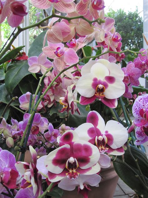 How to Cut a Phalaenopsis Orchid Spike