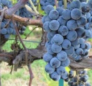 History of Virginia Wine - Grapes & Grains