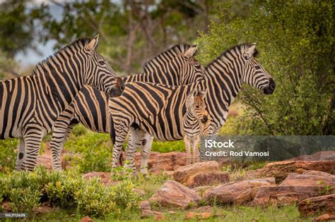Zebra Family With Foal Stock Photo - Download Image Now - Africa ...