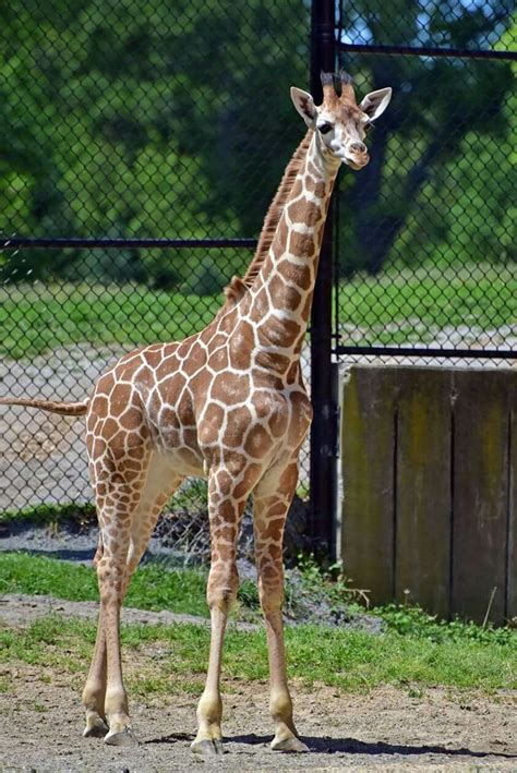 Willow Baltimore Zoo | Baltimore zoo, Giraffe, Zoo