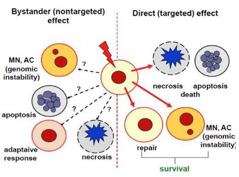 Illustration of the cellular effects caused by the direct exposure of... | Download Scientific ...