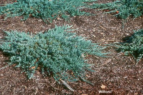 Juniperus horizontalis | Landscape Plants | Oregon State University