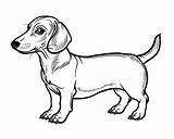 Dachshund Coloring Pages sketch template