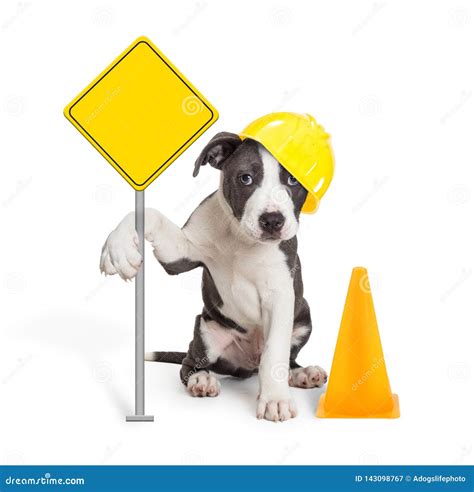 Puppy Holding Blank Construction Sign Stock Image - Image of sitting, safety: 143098767