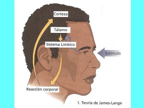 The James-Lange Theory: Discover How Emotions Impact Your Body ★ Teoria ...