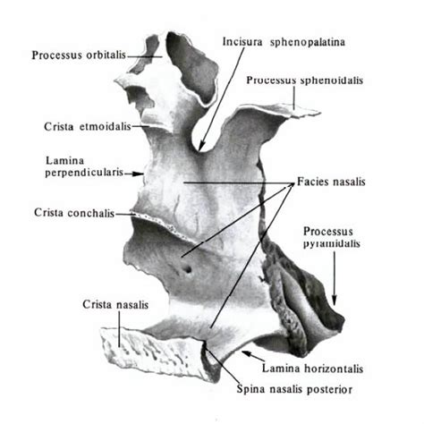 Hueso palatino: anatomía, estructura y función normales