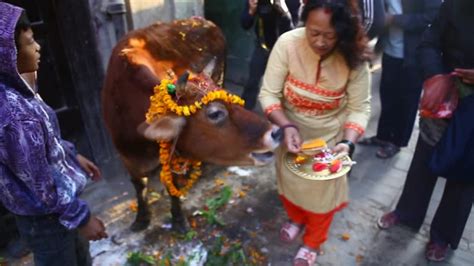 Cow Worship Day In Nepal Videos and HD Footage - Getty Images