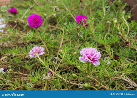 Portulaca flowers stock photo. Image of annual, ornamental - 32654232