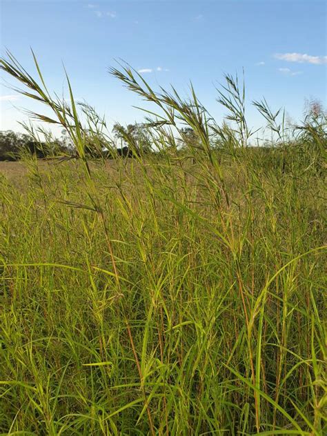 Pasture grass identification | Farmstyle Australia