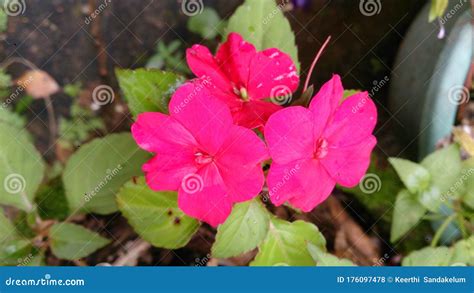 We CAN GROW ANY FLOWER PLANT in RICH SOIL Stock Photo - Image of ...