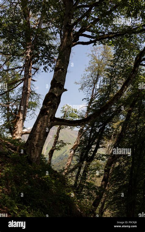 Azerbaijan, nature, forest Stock Photo - Alamy