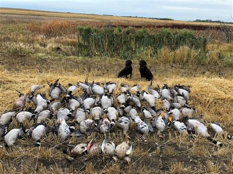 Canada Goose Hunting in Saskatchewan