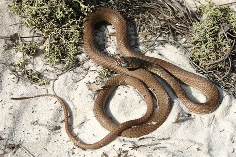 Eastern Coachwhip – Florida Snake ID Guide