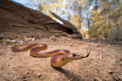 Australian Reptile Photographer Ross McGibbon | Mulga Snake Prints