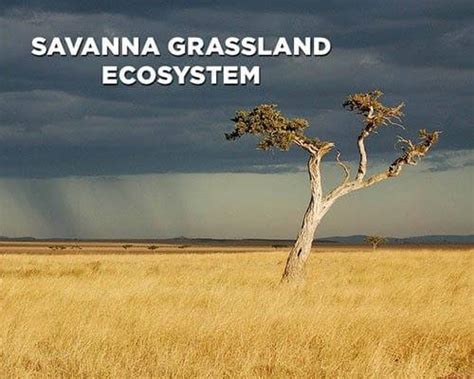 Savanna Ecosystem: Characteristics, Animals & Plants | Earth Reminder