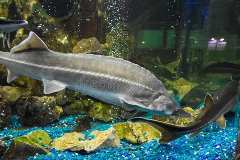 Fish Sturgeon Swims in the Aquarium of Oceanarium. Sturgeon Fish Stock ...