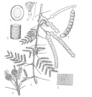 showed the Libyan Acacia nilotica plant (branch, leaves and fruit) from ...