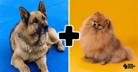 The German Shepherd Pomeranian Mix: A Rare Combination!