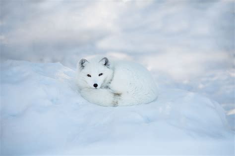 15 Amazing Camouflaged Animals