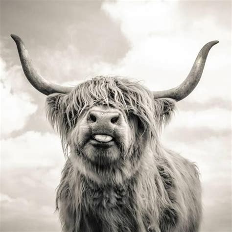 'Close up portrait of Scottish Highland cattle on a farm' Photographic Print - Mark Gemmell ...