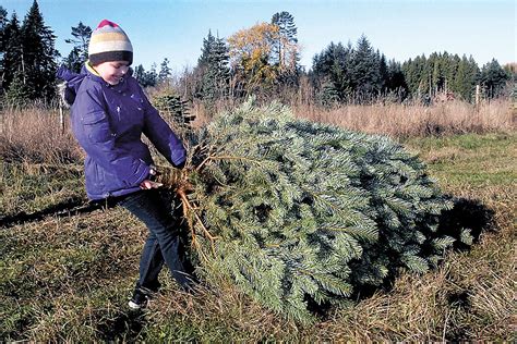 Christmas tree cutting permits now on sale | Kitsap Daily News