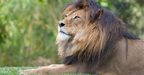 Monarto Zoo Lions 360 Experience