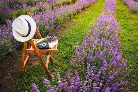 How To Create A Lavender Garden: Planting A Garden Of Lavender Flowers ...