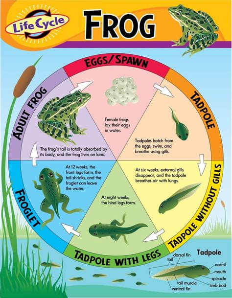 Great lifecycle poster | Life cycle frog, Life cycles, Frog life cycle ...