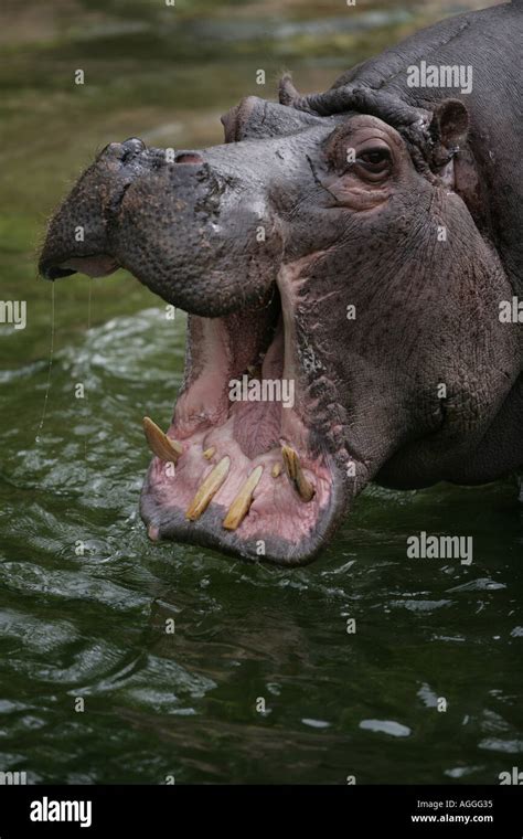 Hippo showing its teeth - Hippopotamus amphibius Stock Photo - Alamy